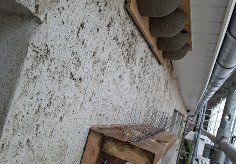 36 nids pour les hirondelles